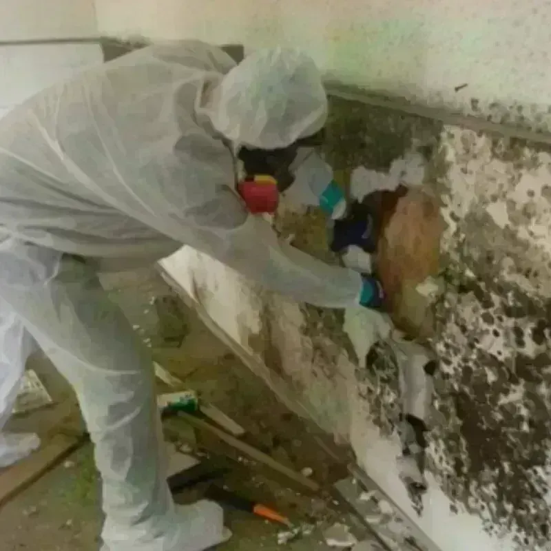 Mold Remediation and Removal in Reinholds, PA